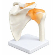 human shoulder joint model 