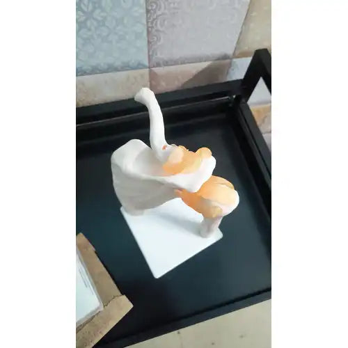 human shoulder joint model 