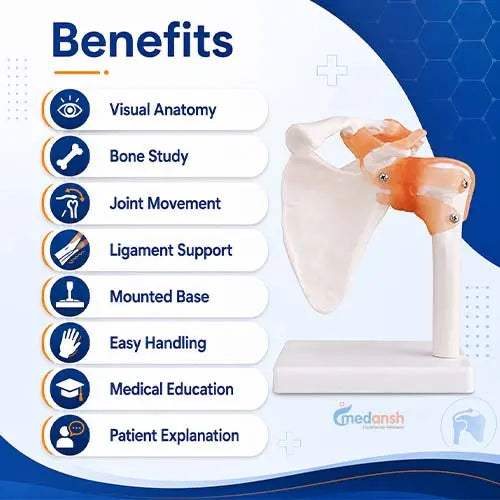 human shoulder joint model 