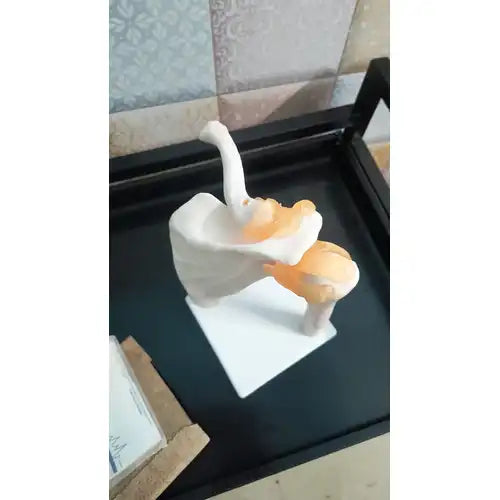 human shoulder joint model 