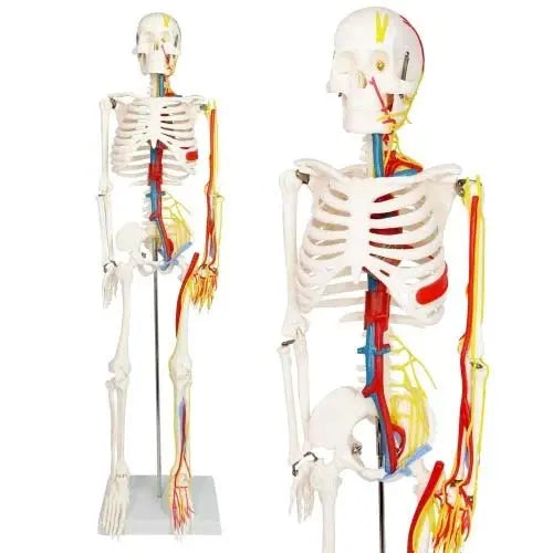 human skeleton 85 cm
