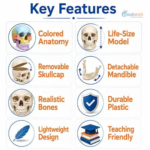 human skull model