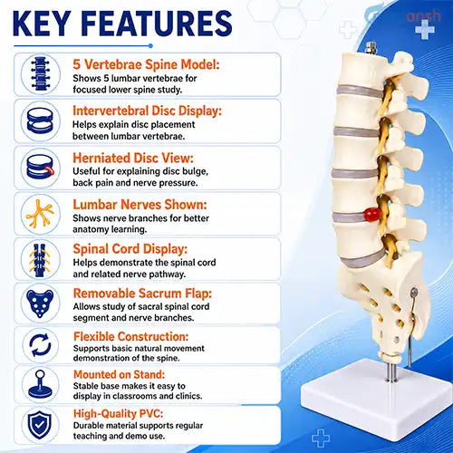 human spine model