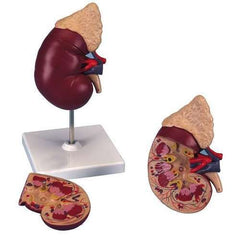 Human Kidney Model Delux