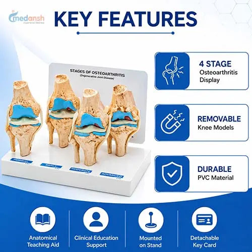 knee joint