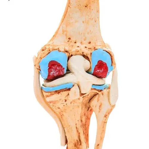 knee joint