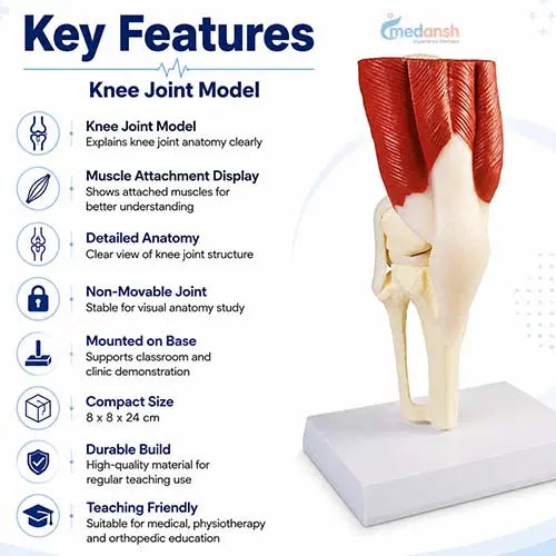 knee joint model 