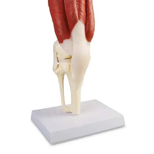 knee joint model 