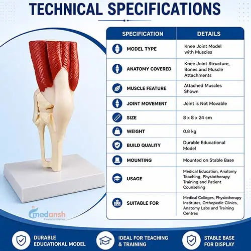 knee joint model 