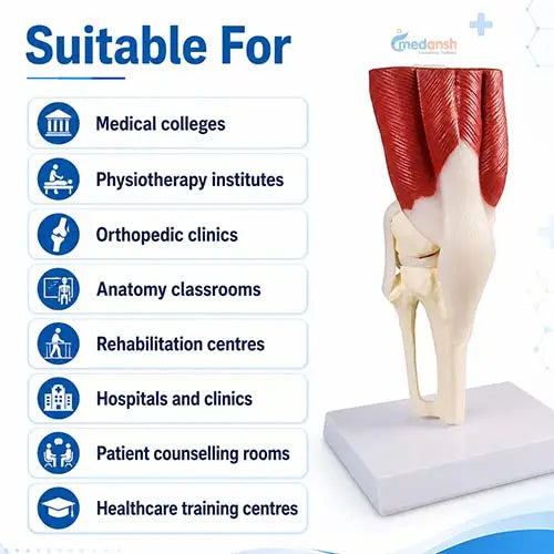 knee joint model 