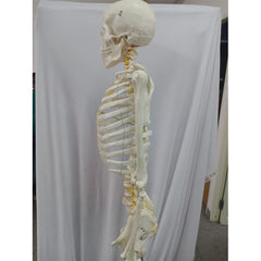 Natural Life Size Skeleton 180 Cm Tall