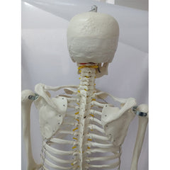 Natural Life Size Skeleton 180 Cm Tall