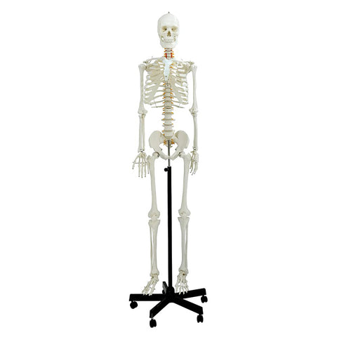 Natural Life Size Skeleton 180 Cm Tall
