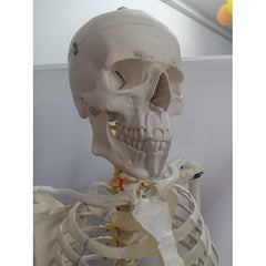 Natural Life Size Skeleton 180 Cm Tall