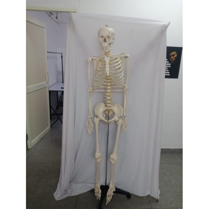 Natural Life Size Skeleton 180 Cm Tall