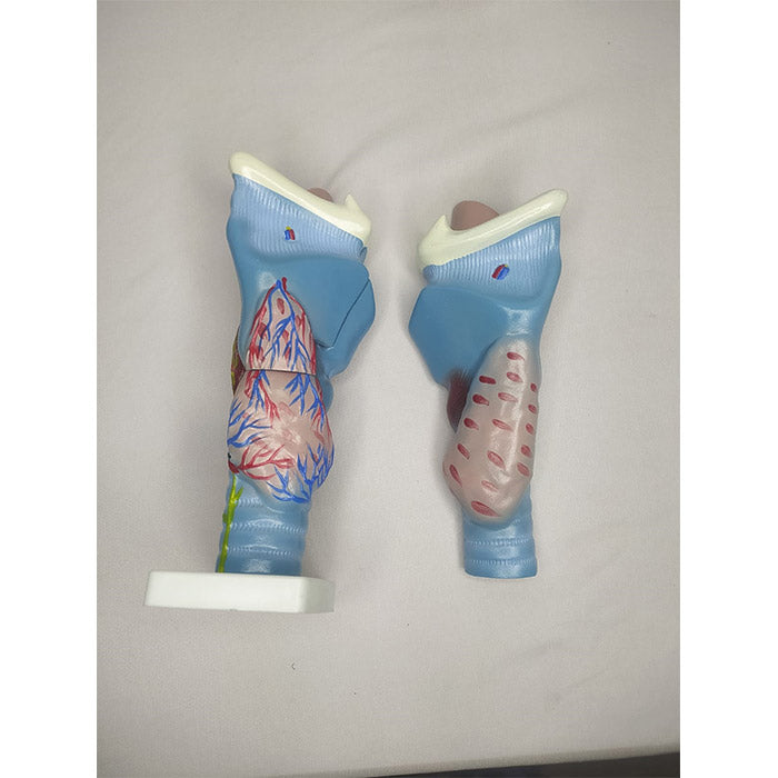 Magnified Human Larynx Model