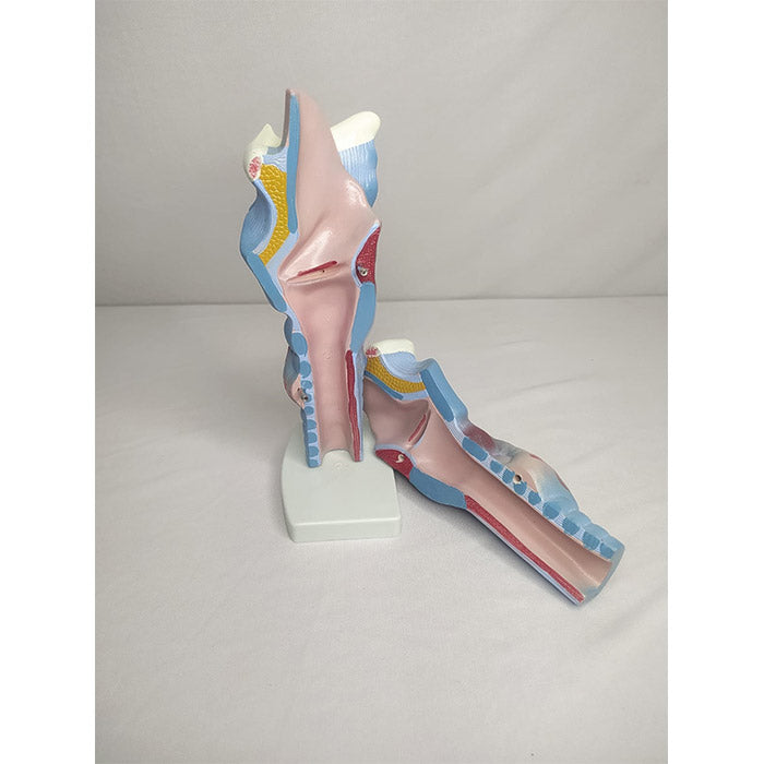Magnified Human Larynx Model