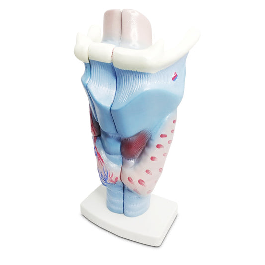 Magnified Human Larynx Model