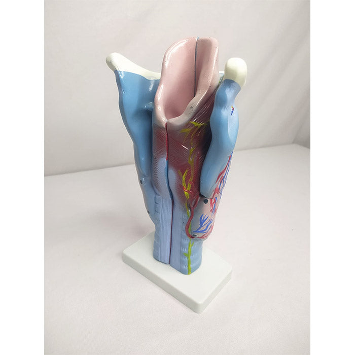 Magnified Human Larynx Model