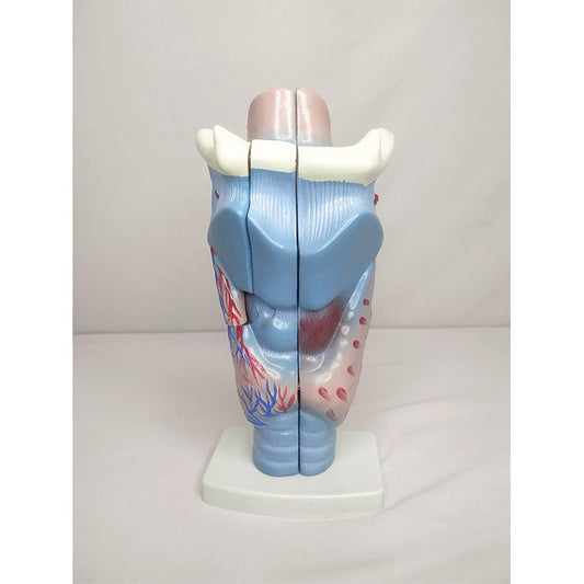 Magnified Human Larynx Model