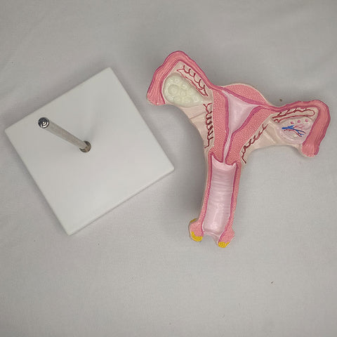 Magnified Uterus Model Delux Quality