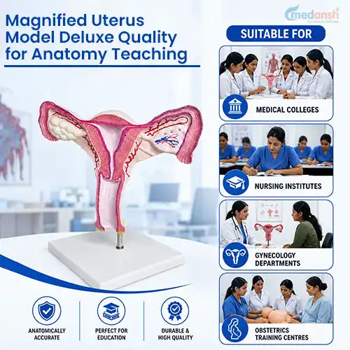 magnified uterus model