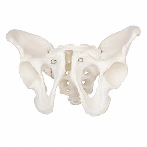 male pelvis model