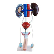 male urogenital model 