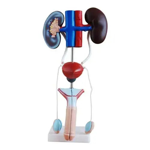 male urogenital model 