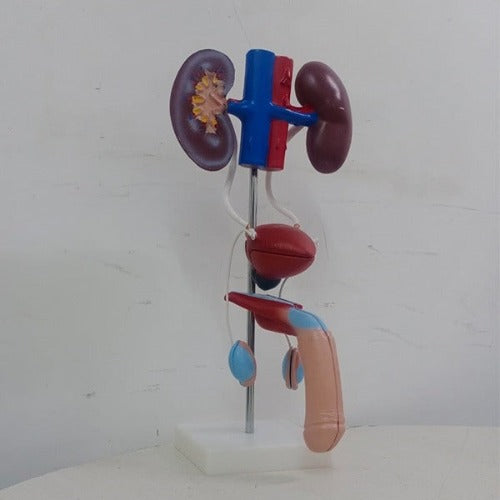maleurogenitalmodeldeluxqualitymeddey