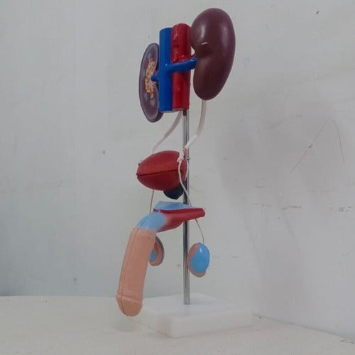 maleurogenitalmodeldeluxqualitymeddeygo