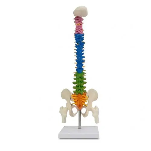 mini coloured spine model 