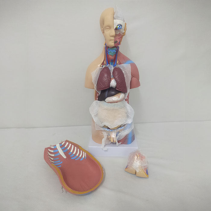 Mini Torso Model 50cms