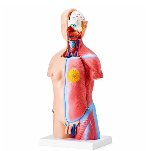 mini torso model 