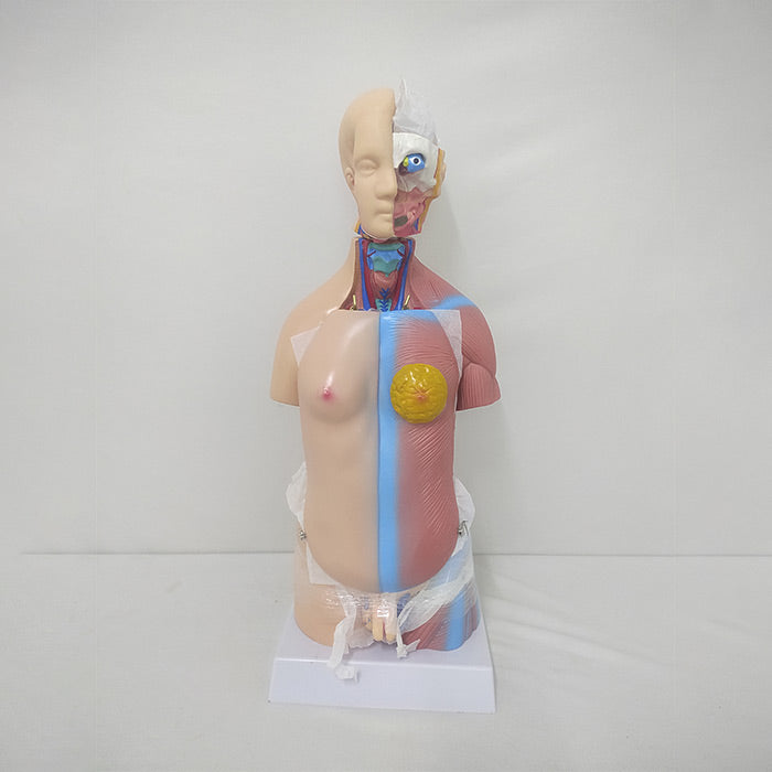 Mini Torso Model 50cms