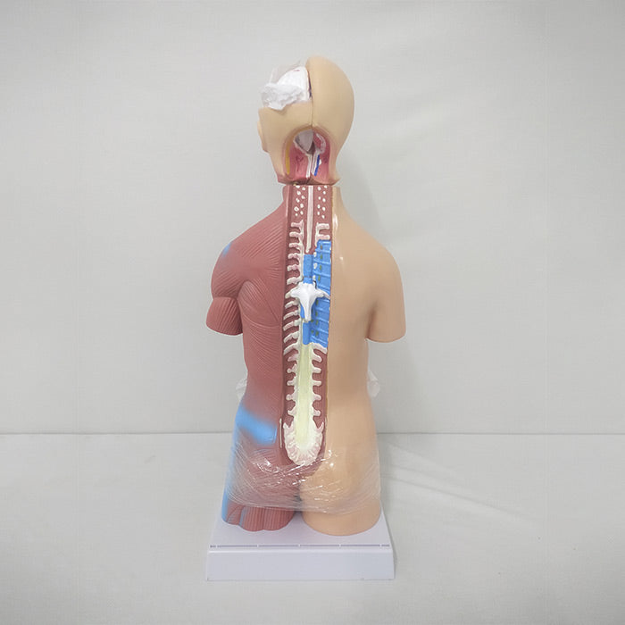 Mini Torso Model 50cms