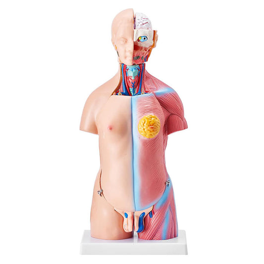 Mini Torso Model 50cms