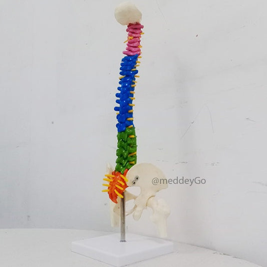 Mini Coloured Spine Model 45 cm Tall