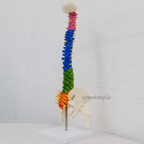 Mini Coloured Spine Model 45 cm Tall