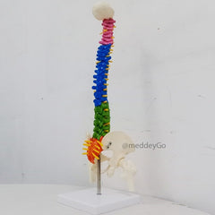 Mini Coloured Spine Model 45 cm Tall