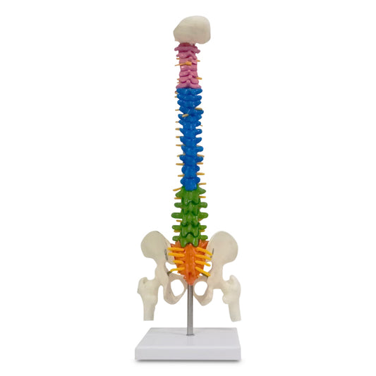 Mini Coloured Spine Model 45 cm Tall