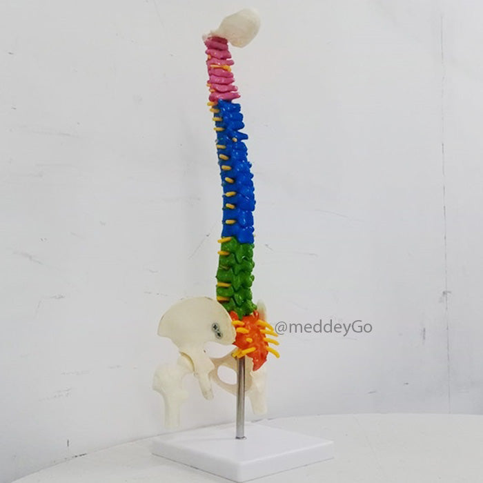 Mini Coloured Spine Model 45 cm Tall