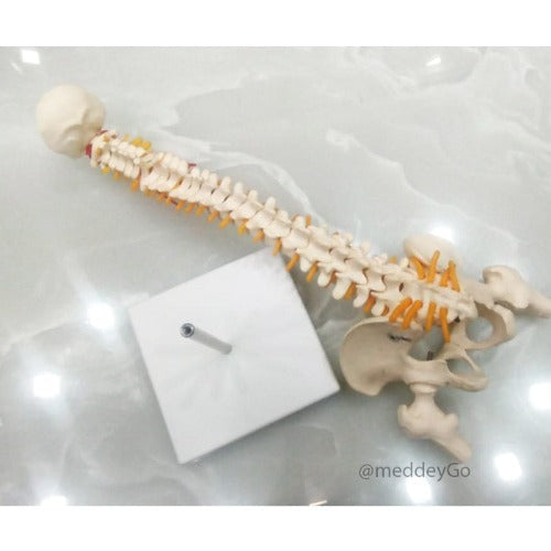 mini spine model with inter vertebral discs size 40 cms medansh