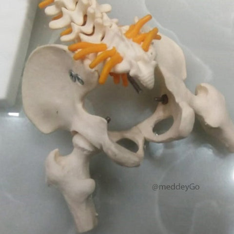 mini spine model with inter vertebral discs size 40 cms meddeygo