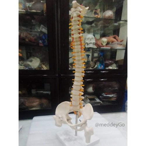 mini spine model with inter vertebral discs size 40 cms  price
