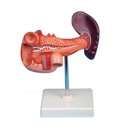 model of spleen, pancreas and duodenum