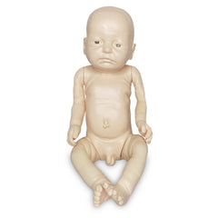 Newborn Baby Model Biological Lab