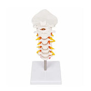 occipital bone model