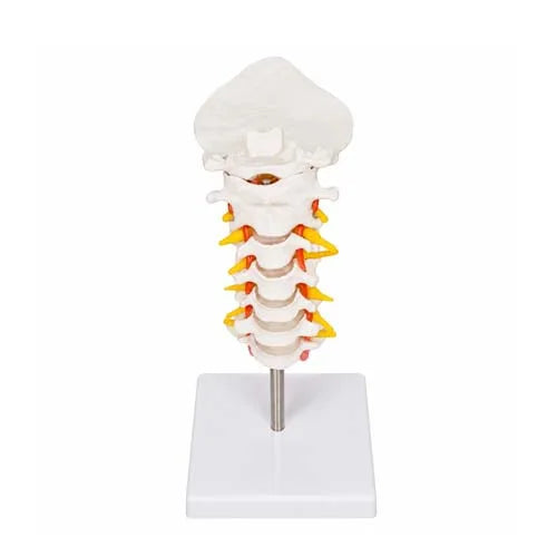 occipital bone model