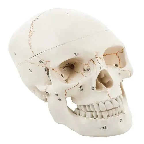 skull anatomy model 